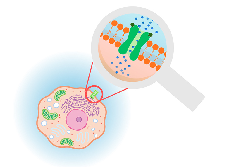 イオンチャネル創薬支援システム